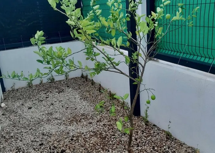 Casa De Lemon * Coco
